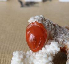 玛瑙雕刻视频教程,视频教程精华解析