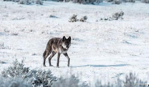 老虎猎杀狼群视频,老虎猎杀狼群生死对决